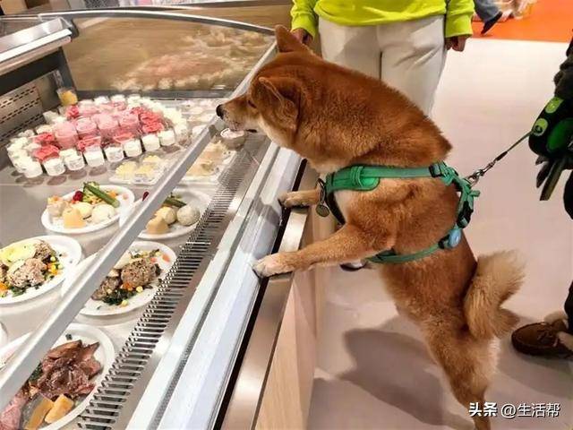 斤249元店员帮烫熟品牌方：三文鱼人都可以吃CQ9电子中国网站上海“狗狗麻辣烫”